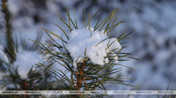 Минлесхоз в 2025 году проведет акции по благоустройству лесов Минлесхоз в 2025 году проведет акции по благоустройству лесов