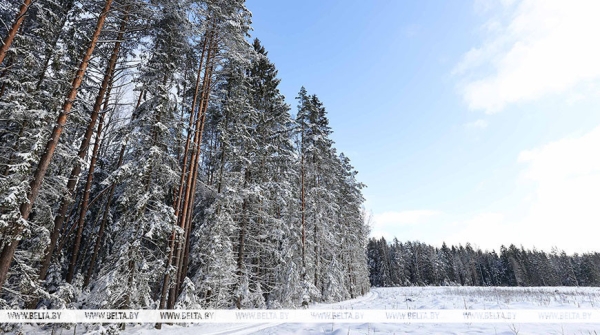 Спелые леса и хорошие объемы рубок. С какими показателями лесная отрасль завершила 2024 год, рассказал Кулик 
