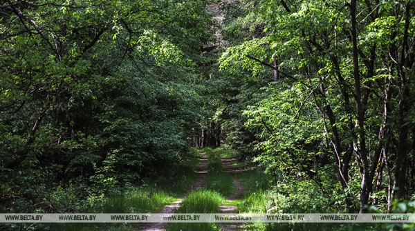 Экотуризм в Беларуси: ученый об удивительной природе страны и сохранении биоразнообразия