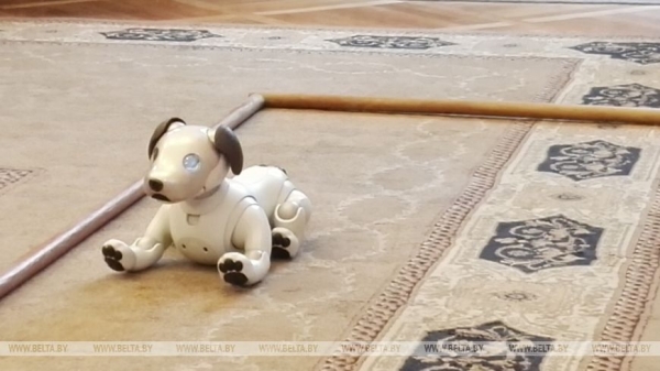 Японский робот-щенок и кимоно. Необычный вечер прошел в Доме дружбы в Минске