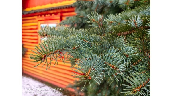 Обзор смартфона Huawei nova 13 Pro: селфи-камера на 60 Мп и быстрая зарядка на 100 Вт