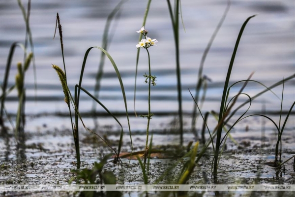 Экотуризм в Беларуси: ученый об удивительной природе страны и сохранении биоразнообразия