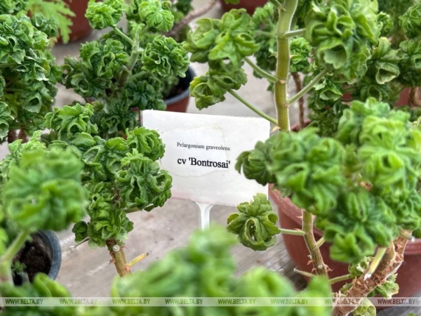 Цветы с ароматом кока-колы и орехов. Чем удивила выставка красивоцветущих растений в Ботаническом саду