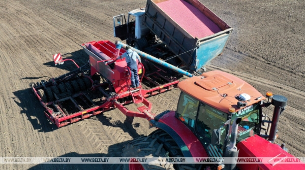 В Мостовском районе ведут сев гороха