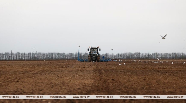 Кукуруза, лен и сахарная свекла: на каких площадях высадят сельхозкультуры этой весной Кукуруза, лен и сахарная свекла: на каких площадях высадят сельхозкультуры этой весной