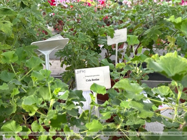 Цветы с ароматом кока-колы и орехов. Чем удивила выставка красивоцветущих растений в Ботаническом саду