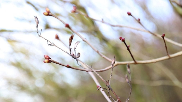 Картофель начнем сажать в апреле? Эксперты о том, как теплая зима без снега повлияла на работу аграриев 