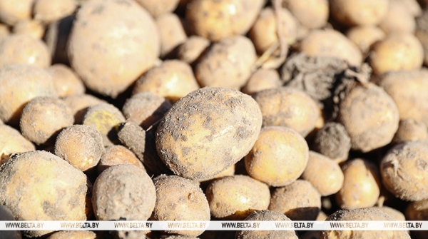 Картофель начнем сажать в апреле? Эксперты о том, как теплая зима без снега повлияла на работу аграриев 