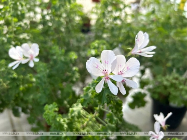 Цветы с ароматом кока-колы и орехов. Чем удивила выставка красивоцветущих растений в Ботаническом саду