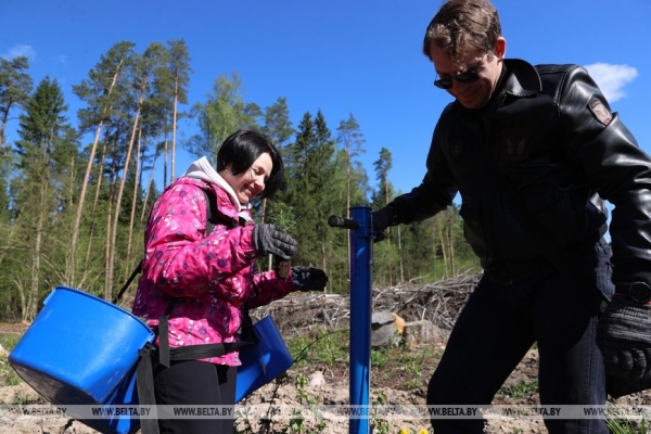 Около 10 тыс. саженцев сосны и ели. Команда БЕЛТА помогла восстановить лес в Столбцовском районе