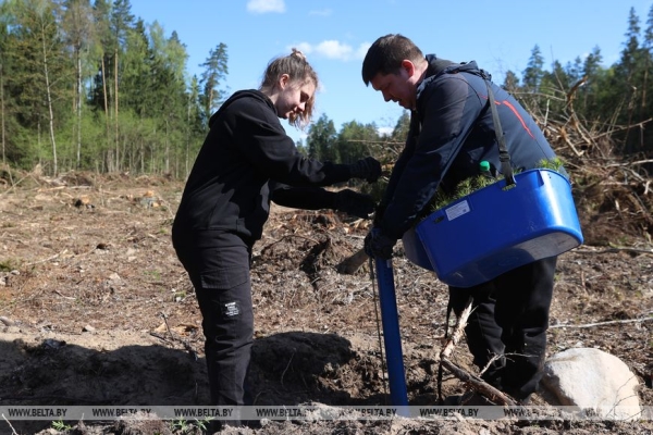 Около 10 тыс. саженцев сосны и ели. Команда БЕЛТА помогла восстановить лес в Столбцовском районе