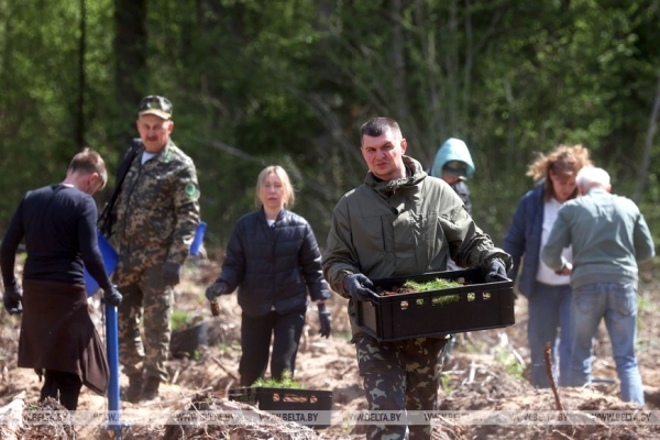 Около 10 тыс. саженцев сосны и ели. Команда БЕЛТА помогла восстановить лес в Столбцовском районе
