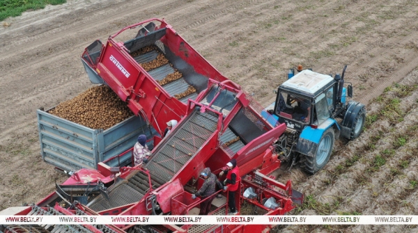 Лукашенко рассказал об эксперименте по получению небывалого урожая картофеля