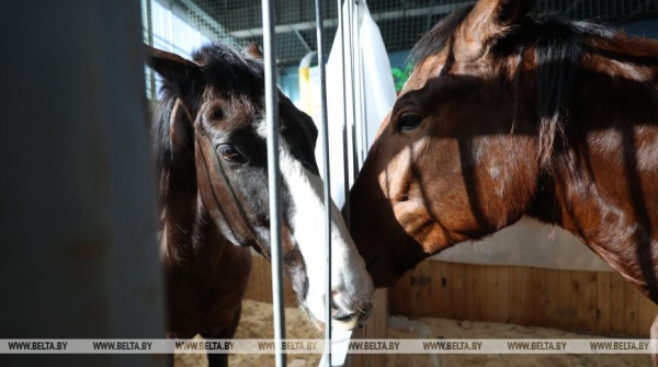 Лучших племенных лошадей можно будет увидеть на "Белагро-2025" 