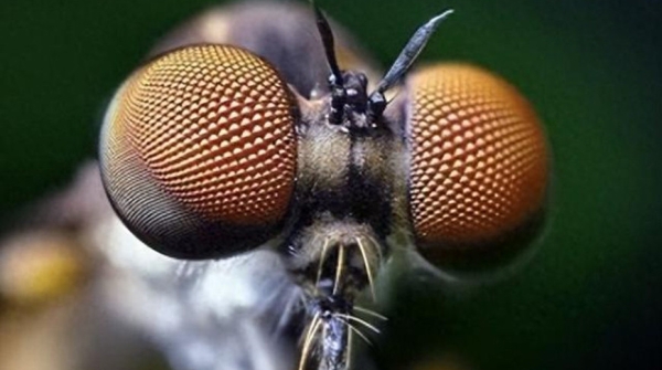 Ученые совершили крупный прорыв в области бионического зрения, вдохновившись глазами насекомых