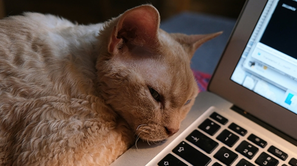 В Китае запатентуют технологию ИИ для интерпретации звуков животных 