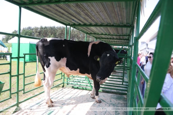 Смотры-конкурсы, презентации новинок: как прошел второй день "Белагро-2025"