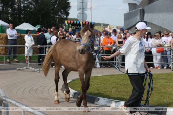 Смотры-конкурсы, презентации новинок: как прошел второй день "Белагро-2025"
