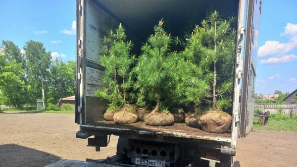 Кедры из Кузбасса планируют высадить в Бресте на аллее в честь 80-летия Победы