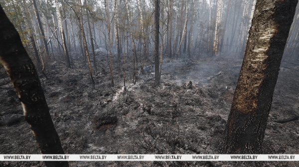 Лесные пожары охватили греческий остров Хиос, в ликвидации задействованы более 150 огнеборцев 