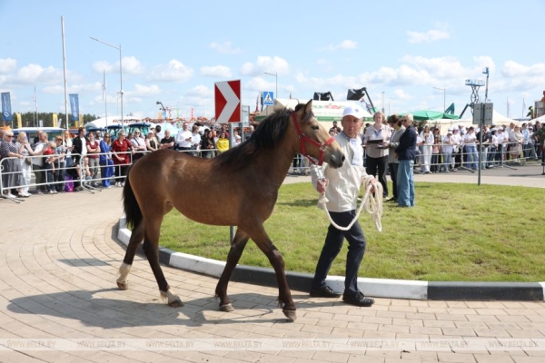 Смотры-конкурсы, презентации новинок: как прошел второй день "Белагро-2025"