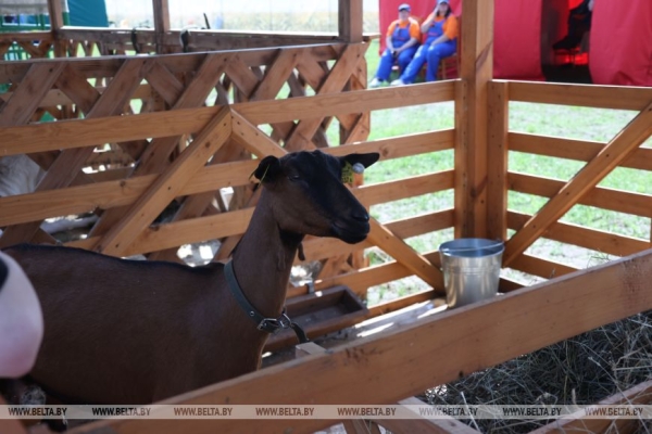 Смотры-конкурсы, презентации новинок: как прошел второй день "Белагро-2025"