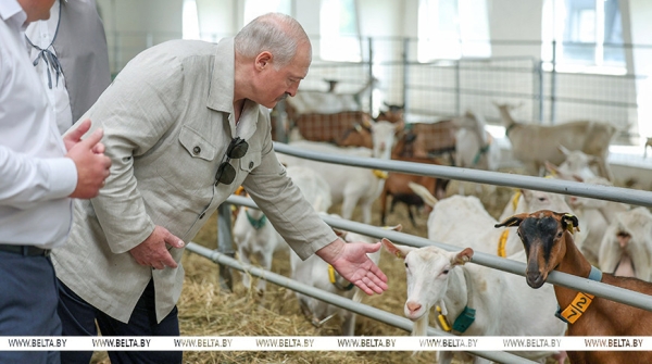 Подобные хозяйства Лукашенко еще не посещал: чем его удивила ферма в Могилеве и где прячутся живые деньги Подобные хозяйства Лукашенко еще не посещал: чем его удивила ферма в Могилеве и где прячутся живые деньги