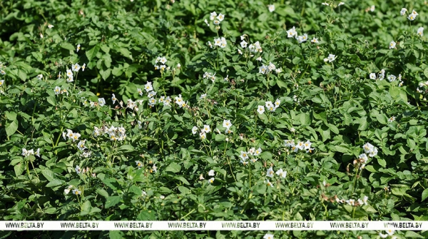 Каким будет урожай картошки в этом году? Спросили у фермеров и экспертов