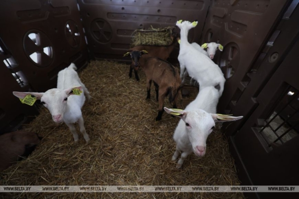 "Почему не интенсифицировать процесс?" Лукашенко поставил принципиальные вопросы в сфере козоводства 