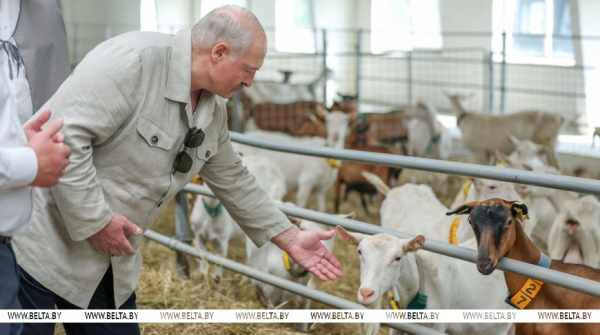 "Почему не интенсифицировать процесс?" Лукашенко поставил принципиальные вопросы в сфере козоводства 