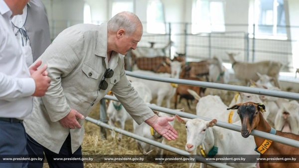 Лукашенко рассказал о вкусе козьего молока, которым его угостил Путин Лукашенко рассказал о вкусе козьего молока, которым его угостил Путин