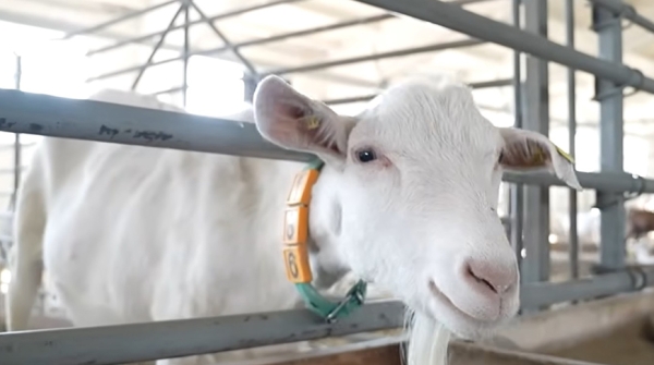 Подобные хозяйства Лукашенко еще не посещал: чем его удивила ферма в Могилеве и где прячутся живые деньги Подобные хозяйства Лукашенко еще не посещал: чем его удивила ферма в Могилеве и где прячутся живые деньги