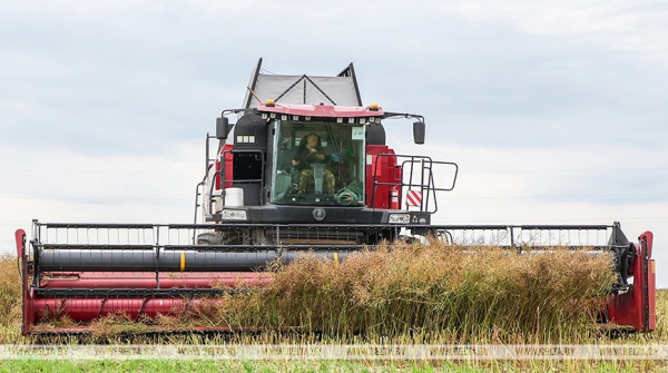 "Караулим прогнозы". Как аграрии Витебского района используют каждый погожий час для жатвы