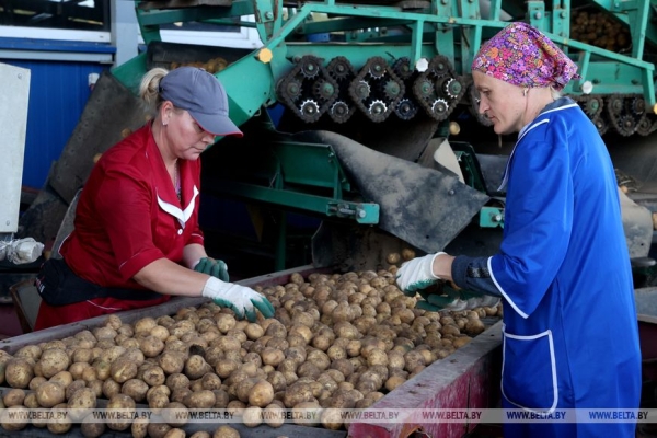 Каким будет урожай картошки в этом году? Спросили у фермеров и экспертов
