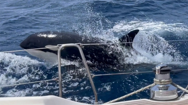 Telegraph: стаи китов-убийц топят суда у берегов Испании и Франции Telegraph: стаи китов-убийц топят суда у берегов Испании и Франции