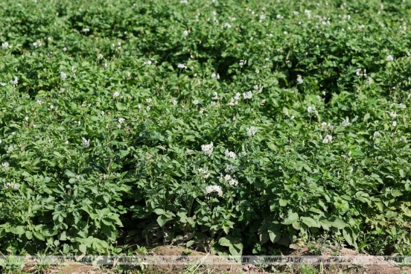 Каким будет урожай картошки в этом году? Спросили у фермеров и экспертов