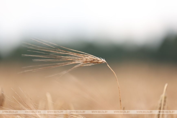 Лукашенко ознакомился с состоянием дел на агрокомбинате "Заря"