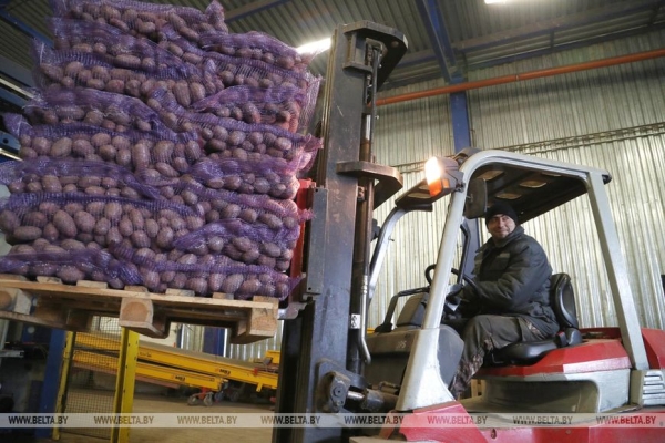 Каким будет урожай картошки в этом году? Спросили у фермеров и экспертов