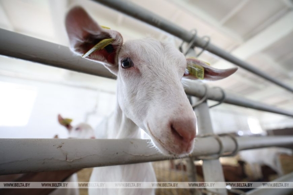 "Почему не интенсифицировать процесс?" Лукашенко поставил принципиальные вопросы в сфере козоводства 