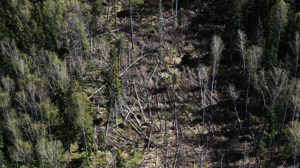 Минлесхоз Белоруссии: сильным ветром повреждено почти две тысячи гектаров леса Минлесхоз Белоруссии: сильным ветром повреждено почти две тысячи гектаров леса