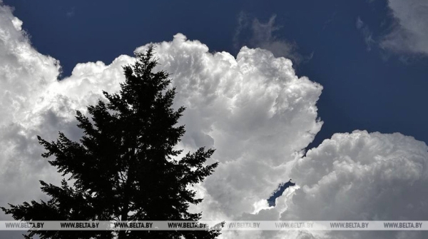 Ограничения на посещение лесов действуют в 13 районах Беларуси