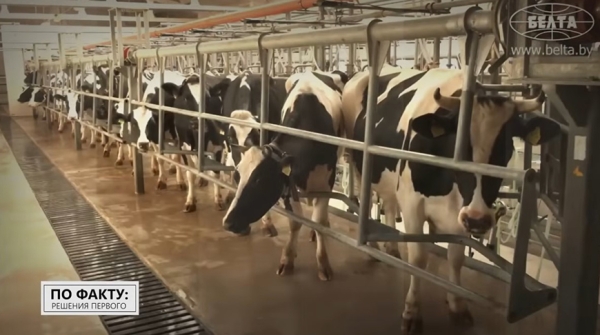 Подобные хозяйства Лукашенко еще не посещал: чем его удивила ферма в Могилеве и где прячутся живые деньги Подобные хозяйства Лукашенко еще не посещал: чем его удивила ферма в Могилеве и где прячутся живые деньги