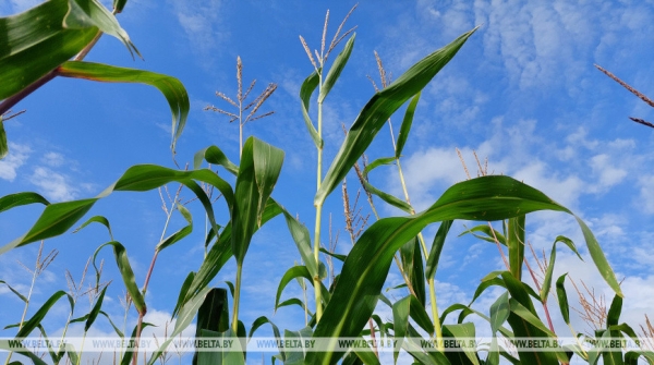Белгидромет: в ближайшие дни для роста и развития кукурузы будут благоприятные условия