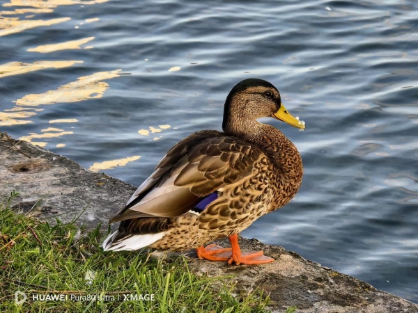 Тестируем фотовозможности нового смартфона Huawei Pura 80 Ultra - лидера рейтинга камерофонов DxOMark 2025