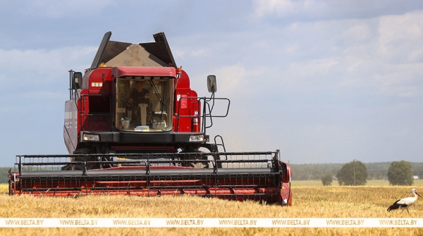 В Беларуси убрано более половины площадей зерновых