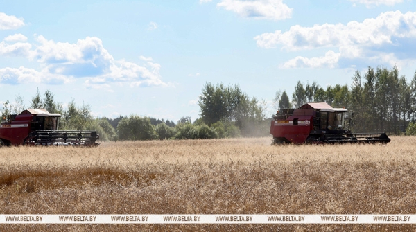 Аграрии Беларуси приближаются к 7 млн тонн зерна Аграрии Беларуси приближаются к 7 млн тонн зерна
