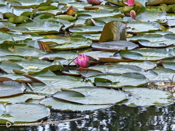 Тестируем фотовозможности нового смартфона Huawei Pura 80 Ultra - лидера рейтинга камерофонов DxOMark 2025