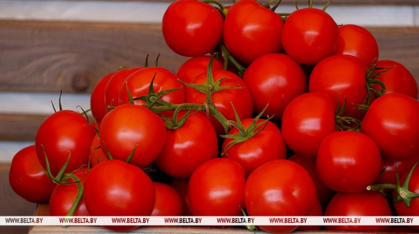 Семена белорусских помидоров отправили в космос 