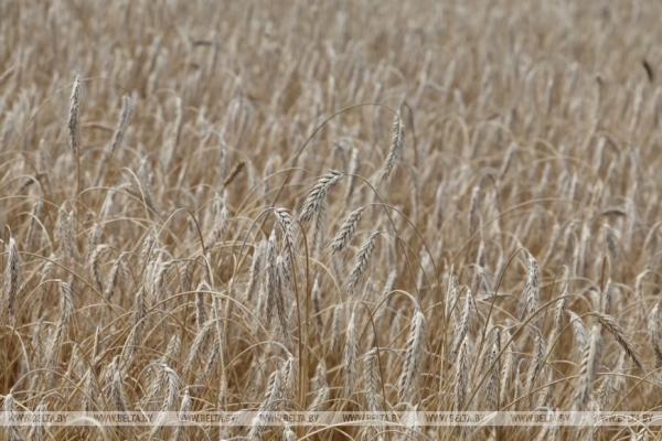 Глава Минсельхозпрода: переброска техники между регионами помогает убрать хлеб вовремя и без потерь
