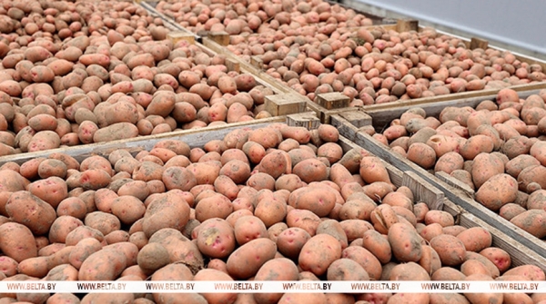 Глава Минсельхозпрода: урожай картофеля прогнозируется выше прошлогоднего